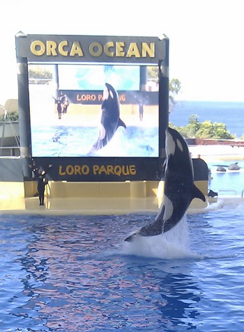 Loro Parque Orca Show